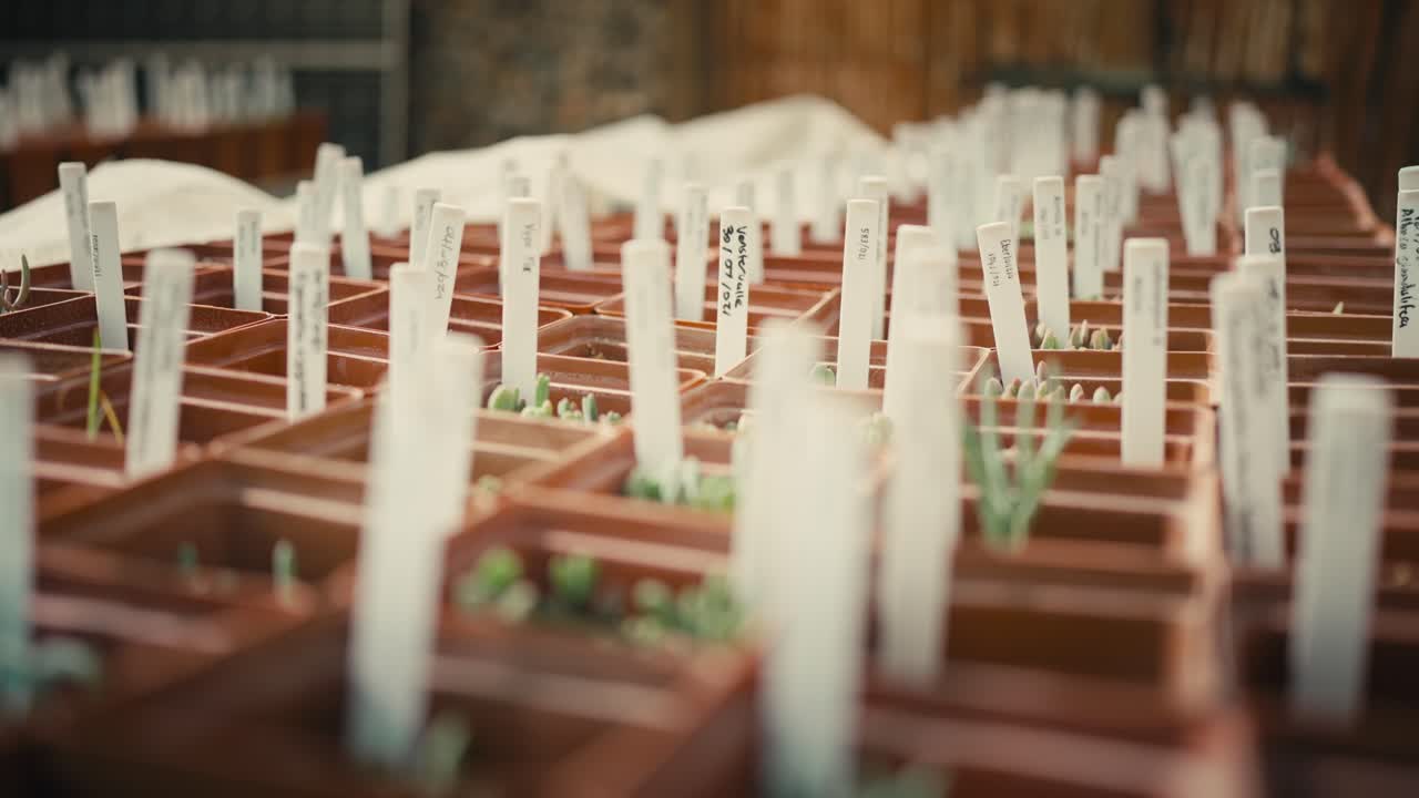 트레이에서 수박성 번식