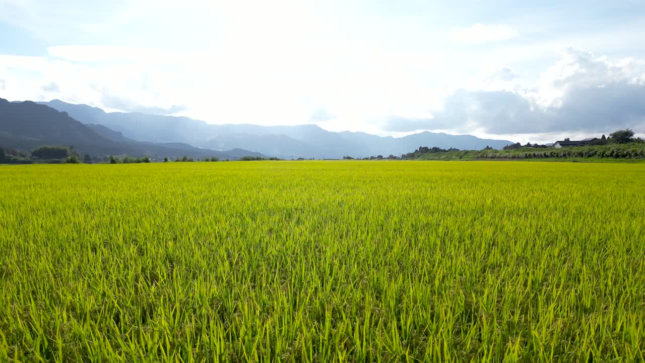 Low angle slow motion drone flight over ready-to-harvest rice fields in Japan