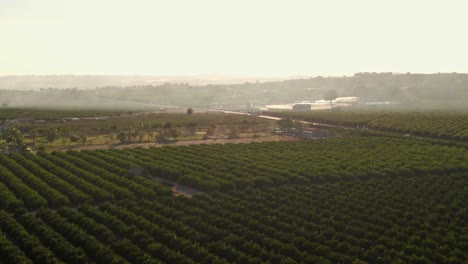 Hileras-De-Cultivos-Agrícolas-De-Cítricos-Durante-La-Cálida-Puesta-De-Sol-Cerca-De-Algorfa,-España