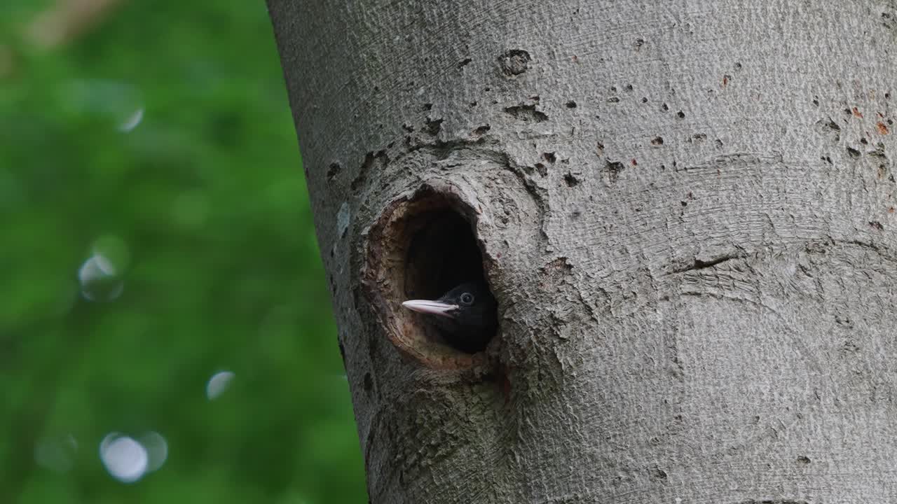 Young Black Woodpecker Poking Head Out Of Nest Hole In Tree