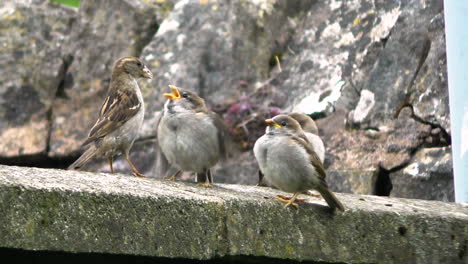 Haussperling-Erwachsenes-Weibchen-Füttert-Seine-Flügge-Gewordenen-Bettelnden-Jungen,-Die-Auf-Einer-Gartenmauer-Sitzen