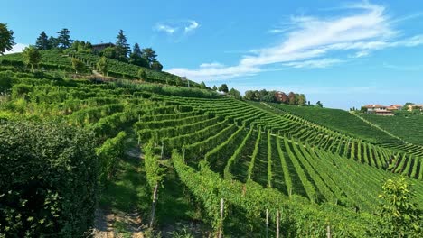 lush vineyard landscape under a clear blue sky