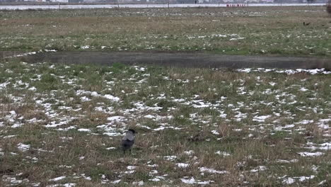 Seguimiento-De-Un-Cuervo-Caminando-En-La-Nieve-Y-La-Hierba-En-El-Aeropuerto-De-Tempelhof-HD-30-Fps-7-Segundos