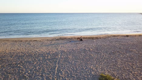 beach scene with a person and a dog