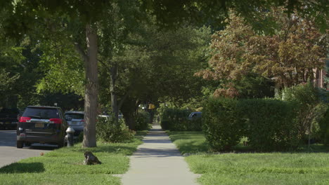 calle suburbana vacía en cámara lenta en un día de verano en brooklyn, nueva york