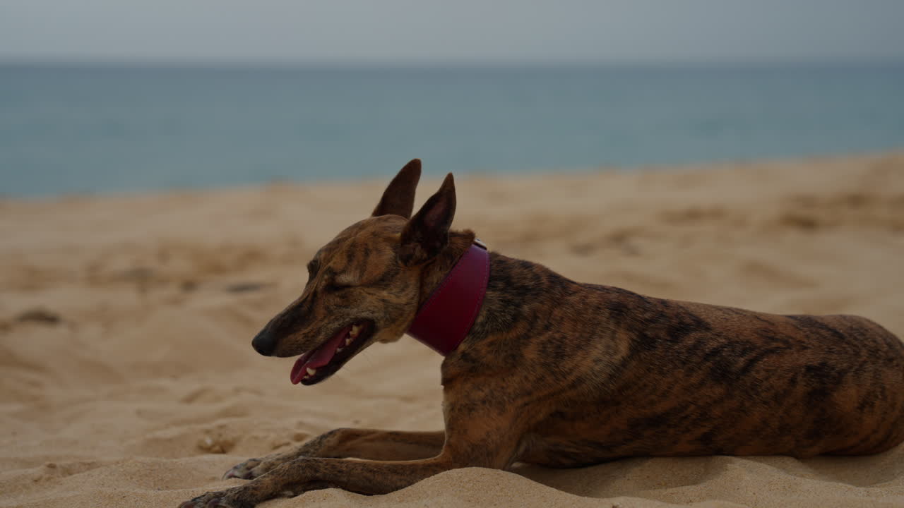 Whippet Dog by the blue ocean