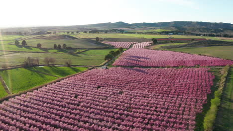 aerial-back-traveling-over-rows-of-peach-trees-pink-flowers-blossoming-spring