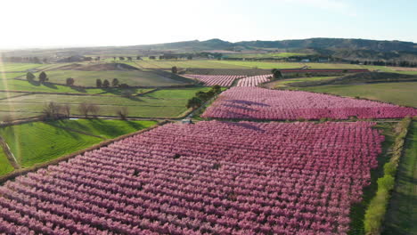 aerial back traveling over rows of peach trees pink flowers blossoming spring