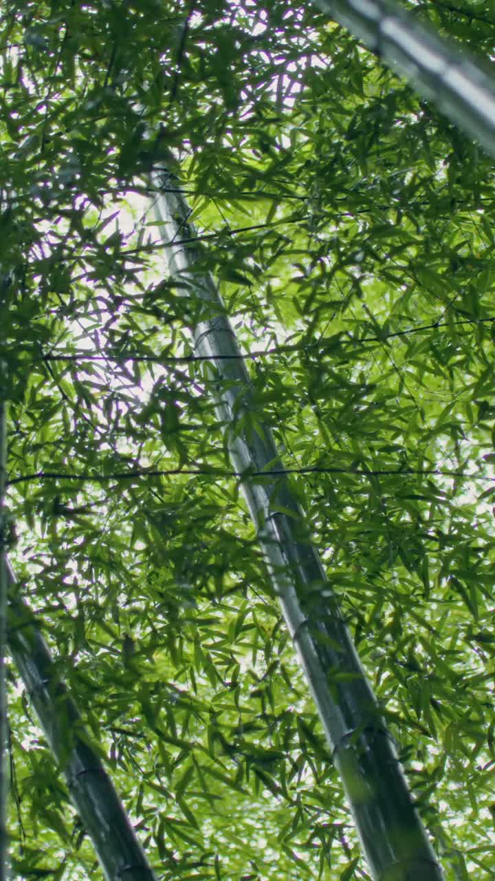 Bamboo Forest Canopy