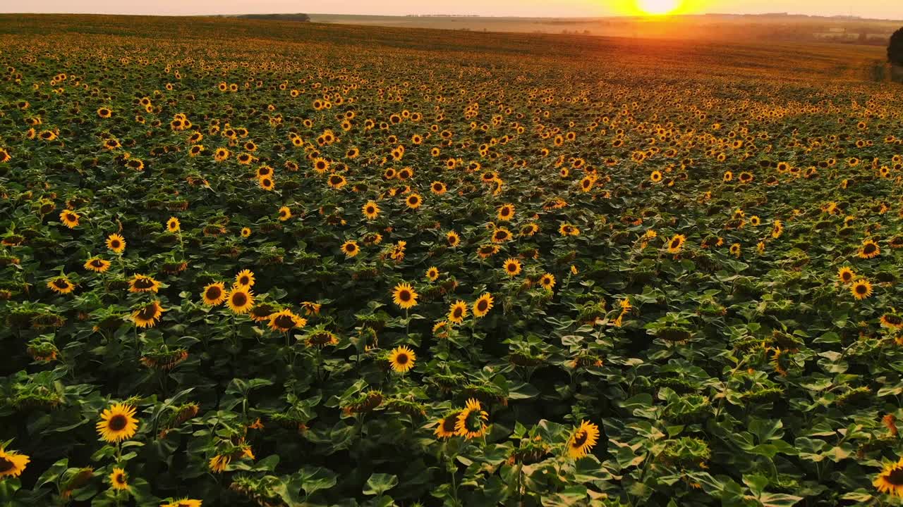 campo de girasoles en un día de niebla. girasoles florecientes prado en la niebla. paisaje de verano. agricultura y fondo de la granja. concepto de campo