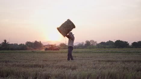 farmer working in a rice paddy at sunset