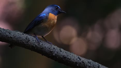 Sitzt-Auf-Einer-Rauen-Rebe-Und-Blickt-Nach-Rechts,-Während-Die-Kamera-Herauszoomt,-Blauer-Fliegenschnäpper-Cyornis-Whitei,-Männlich,-Thailand