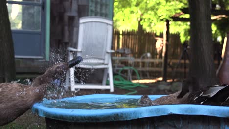 three black ducks washing themselves in a bucket of water and cleaning feathers, video of poultry bathing, slow motion ducks playing in the backyard