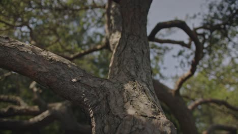 Pine-tree-in-morning-light