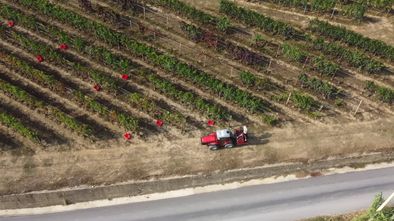 트랙터 기계로 포도원을 수확하는 농부