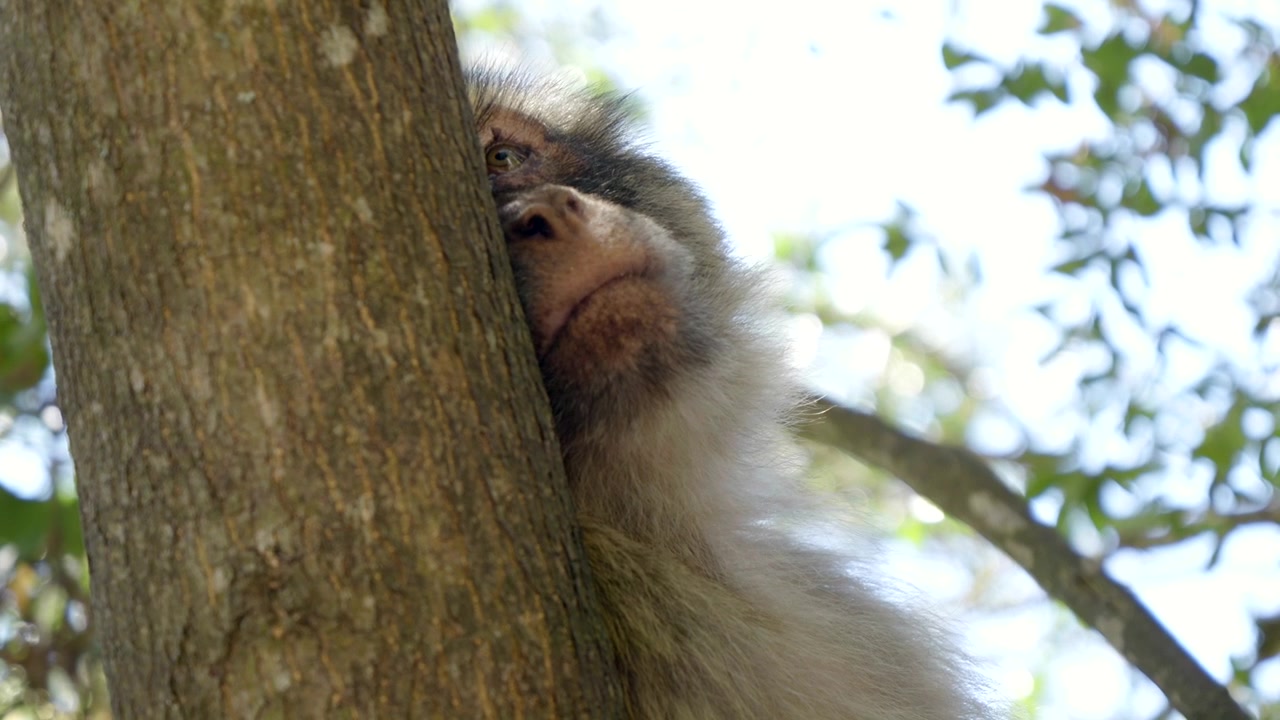 Macaco di Barberia che vive liberamente sulla Rocca di Gibilterra.