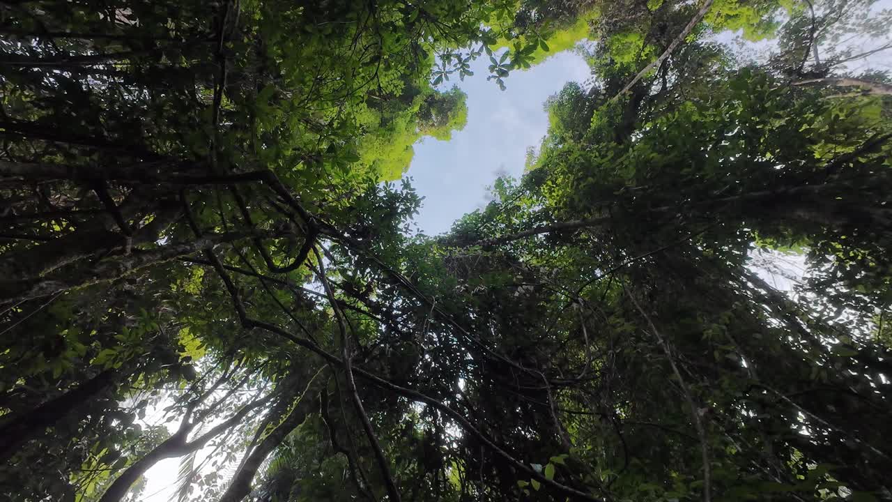 Dense jungle canopy covers the blue sky