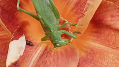 a close up macro shot of a green great grasshopper head eating an orange blossoming flower