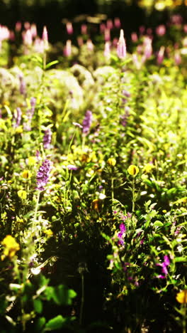 beautiful wildflowers in a meadow