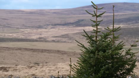 an evergreen conifer sways gently in the breeze contrasting with the bleakness of dartmoor moorland in the background