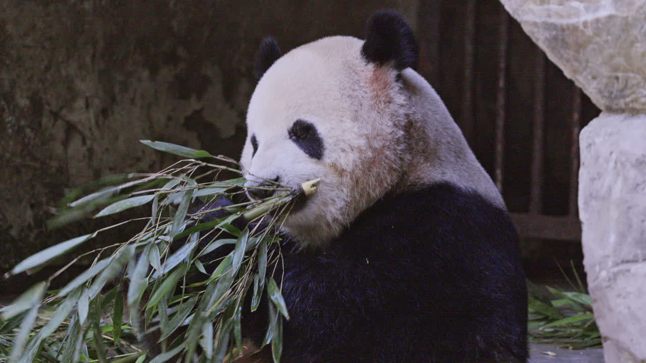 A close up of a panda eating