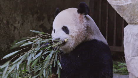 a close up of a panda eating