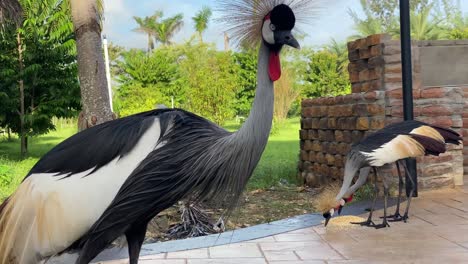 Kronenkranich-Grauer-Vogel-Afrikanisch