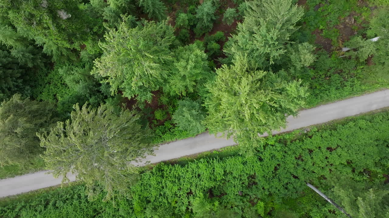 vista aérea de un camino forestal