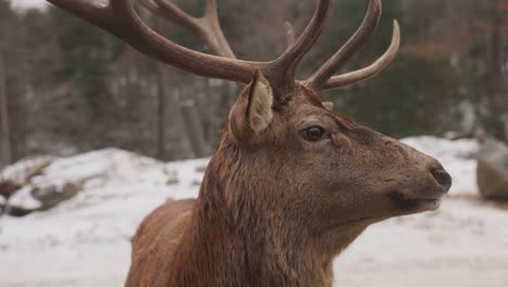 Close-Up-Portrait-Of-A-Buck-Deer-In-Snow-Winter-Nature