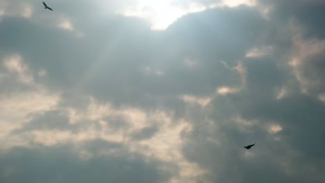 bird of prey birds hovering against sky with sunlight