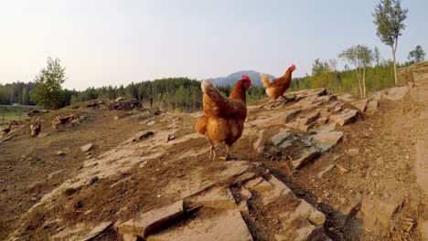 Hen-grazing-in-the-farm-4k