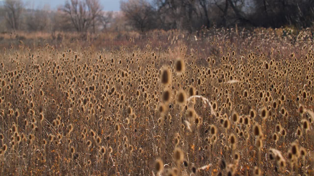 campo de plantas de cardo en colorado, colorado plantas silvestres