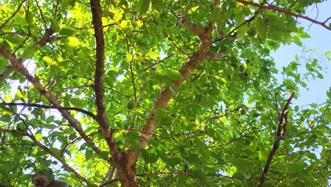 group of vervet monkeys playing on lush tree branches in the kruger national park