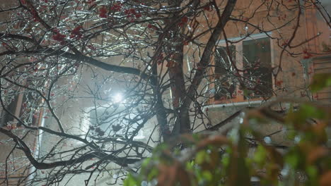 ramas de árboles desnudas adornadas con bayas rojas balanceándose en el viento de invierno brillando bajo la luz suave en una escena de noche de invierno, con un edificio residencial borroso y luz cálida