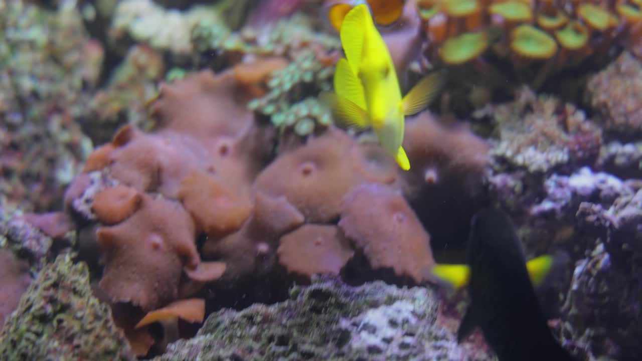 el tang amarillo (zebrasoma flavescens) es una especie de pez de agua salada de la familia de los acanthuridae.