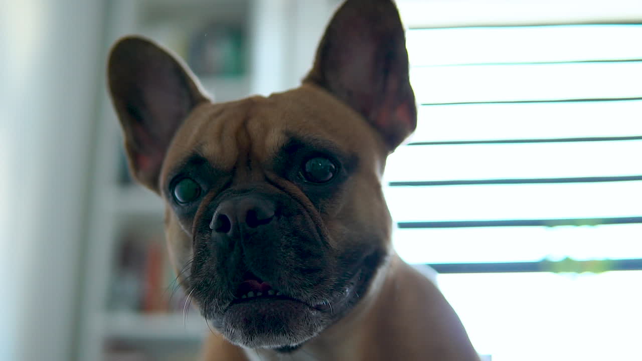 Close Up Of An Adorable French Bulldog Indoors