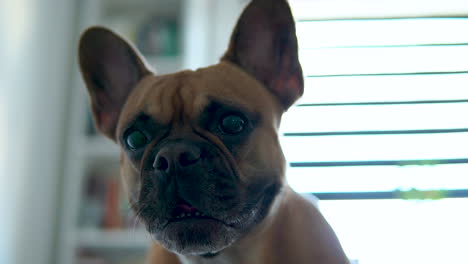 close up of an adorable french bulldog indoors