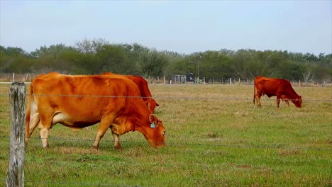 Vacas-Alimentándose-De-Pasto