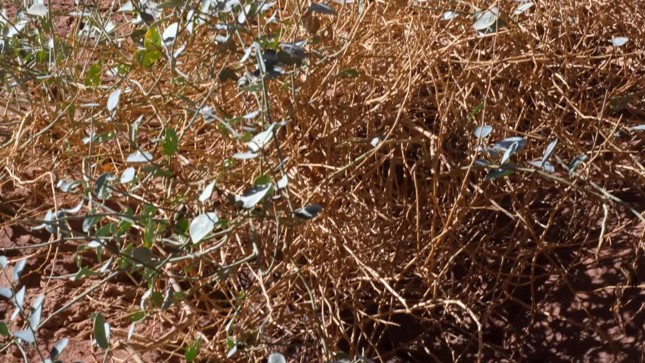 요르단 와디 럼 사막의 덥고 건조하며 적대적인 환경에서 자라는 녹색 잎을 가진 튼튼한 식물