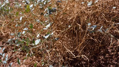 planta resistente con hojas verdes que crecen en un ambiente cálido, seco y hostil del desierto de wadi rum en jordania