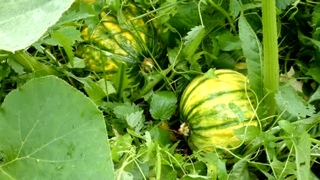 unripe pumpkins between green plants