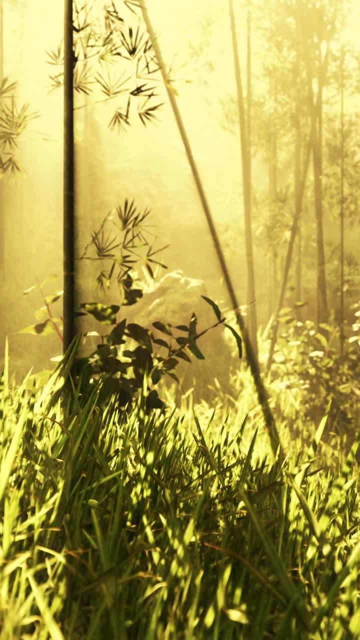 tranquilo bosque de bambú