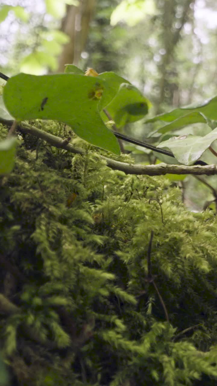 video vertical de cerca de las plantas del suelo del bosque que crecen en las ramas de los árboles caídos 1
