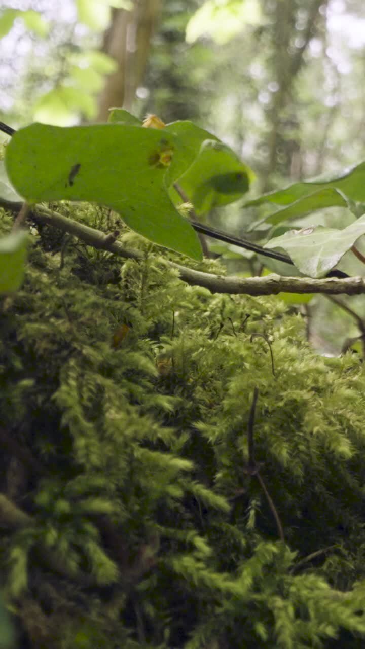 video vertical de cerca de las plantas del suelo del bosque que crecen en las ramas de los árboles caídos 1