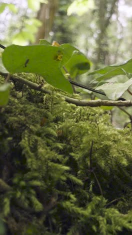 Vertical-Video-Close-Up-Woodland-Floor-Plants-Growing-Fallen-Tree-Branches-1