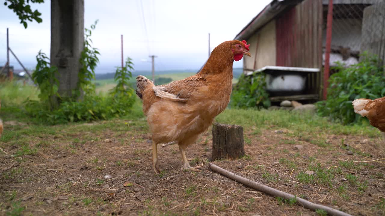 pollos marrones deambulando libremente en el entorno rural de la granja
