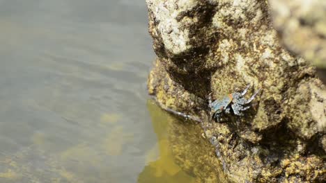 niebieski i pomarańczowy krab siedzący na zboczu beżowej skały zjadający bogate algi podczas odpływu