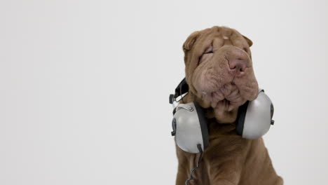 shar pei dog puppy wearing headphones with white background