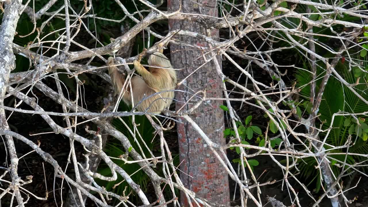 An unique aerial perspective captures a wild two-toed sloth moving slowly among the high branches of a tropical tree in Puerto Viejo de Talamanca, Costa Rica