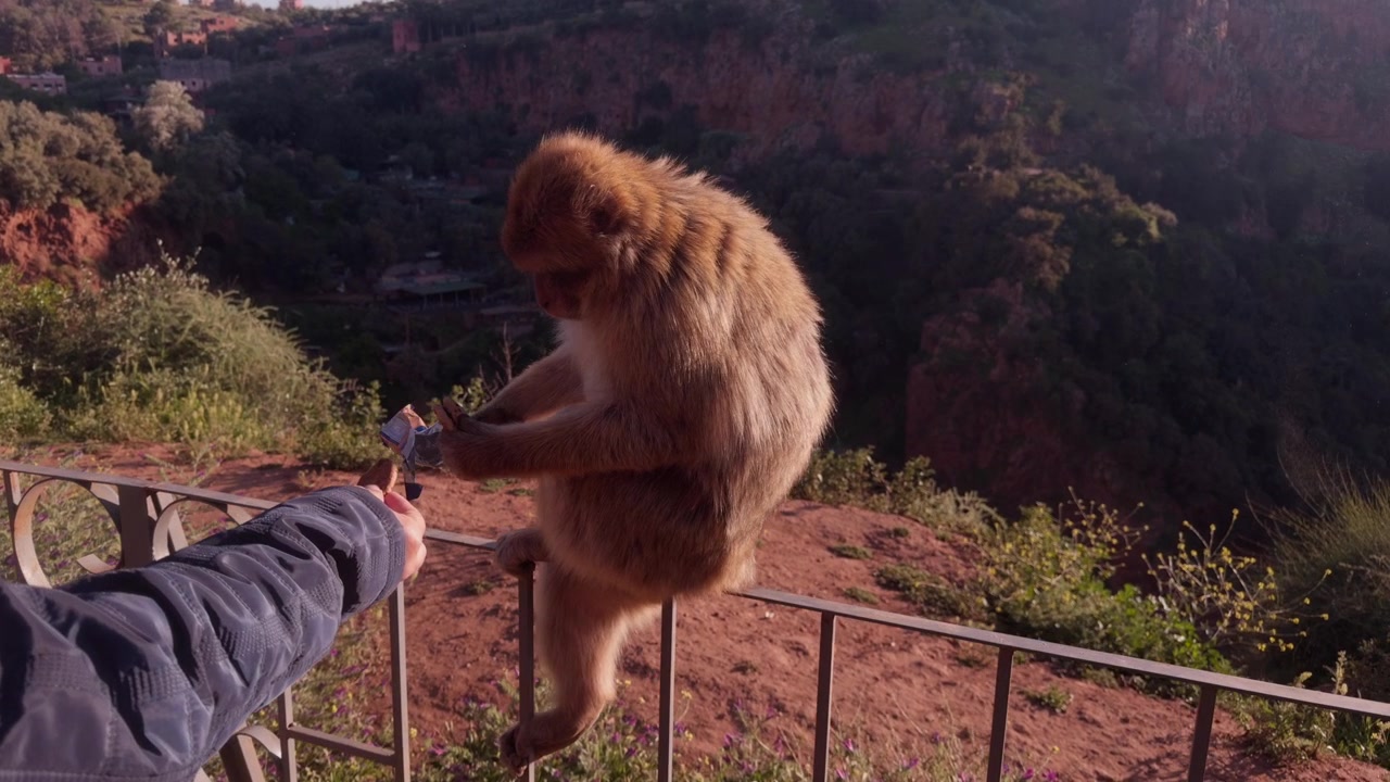 Un turista nutre a mano un macaco di Barberia appollaiato su una ringhiera di ferro sopra il canyon di Ouzoud